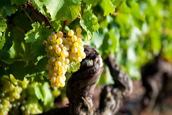 Vigne à raisin (Vitis vinifera)