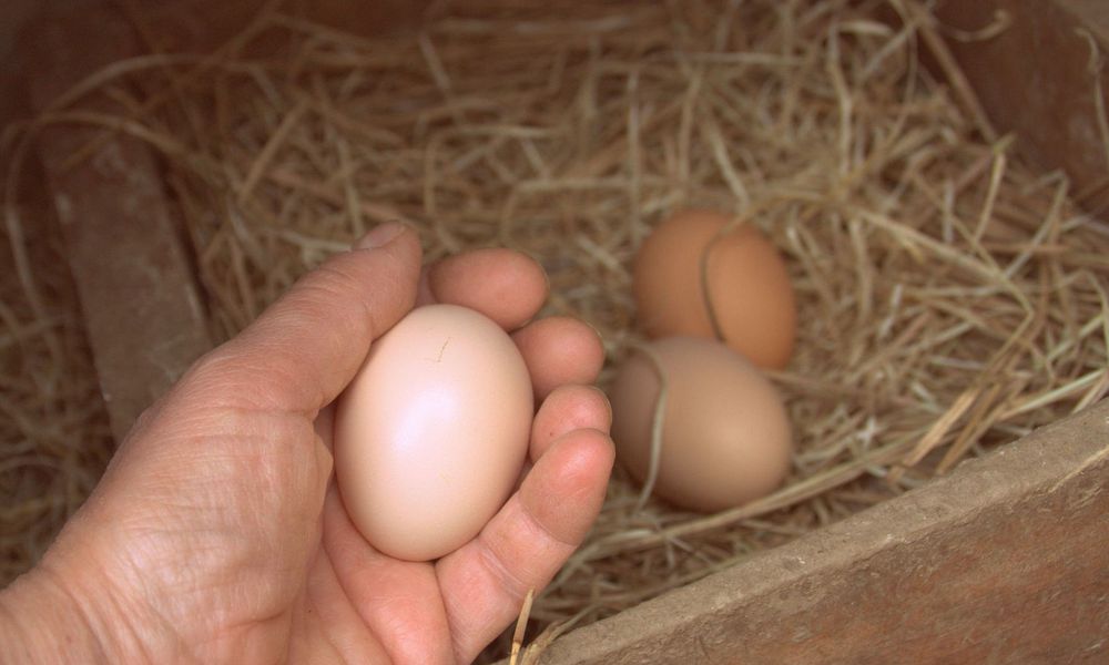 Ramasser les œufs plusieurs fois par jour en hiver permet d’éviter qu’ils ne gèlent