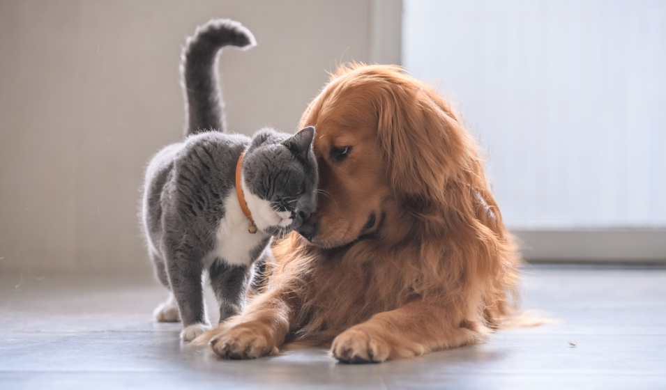Un chien golden retriever et un chat british shorthair amis pour la vie