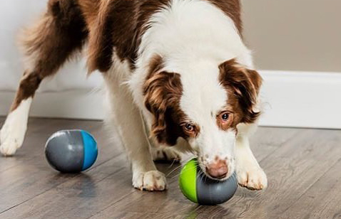 Le Ricochet de PetSafe
