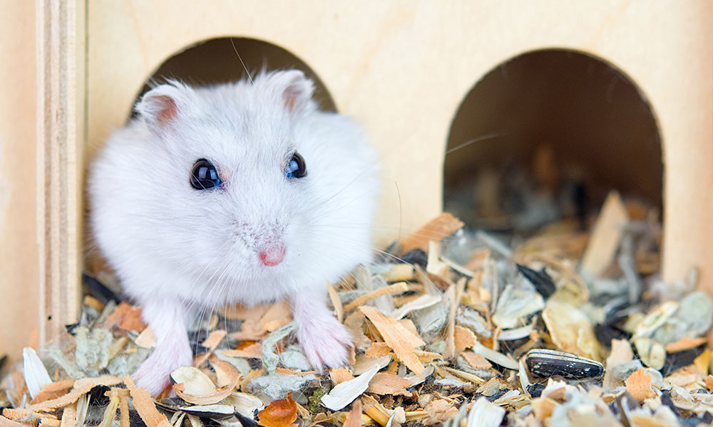 Un hamster préparant son nid
