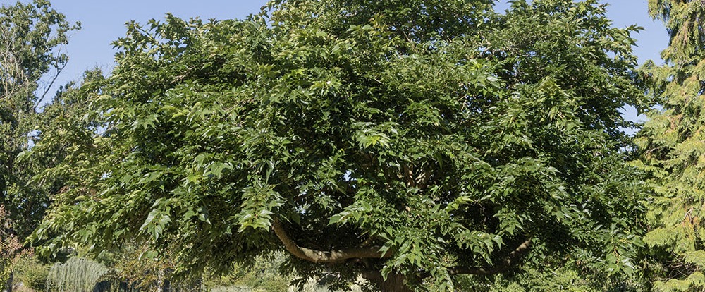 Mûrier platane