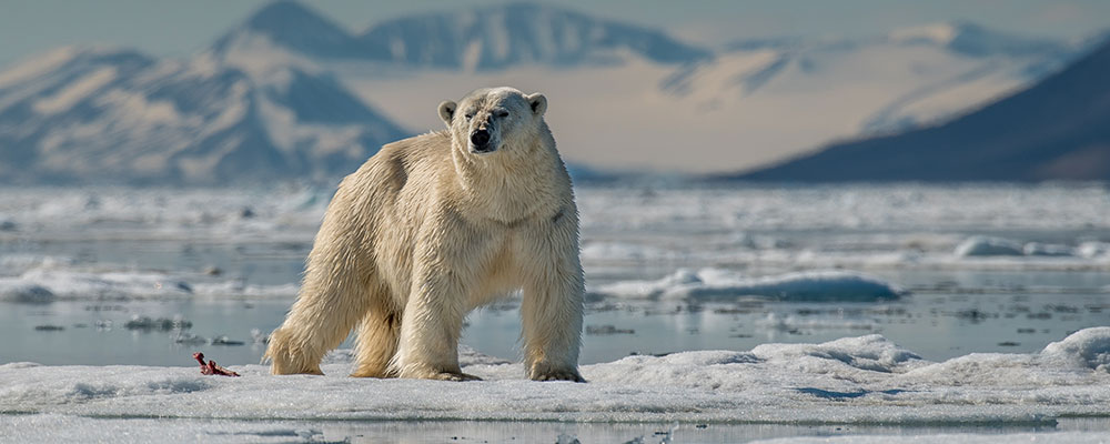 L’ours polaire