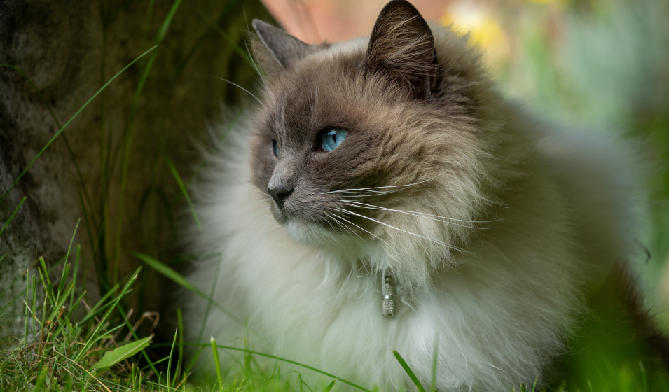 Ragdoll : caractère, santé et alimentation - Jardiland