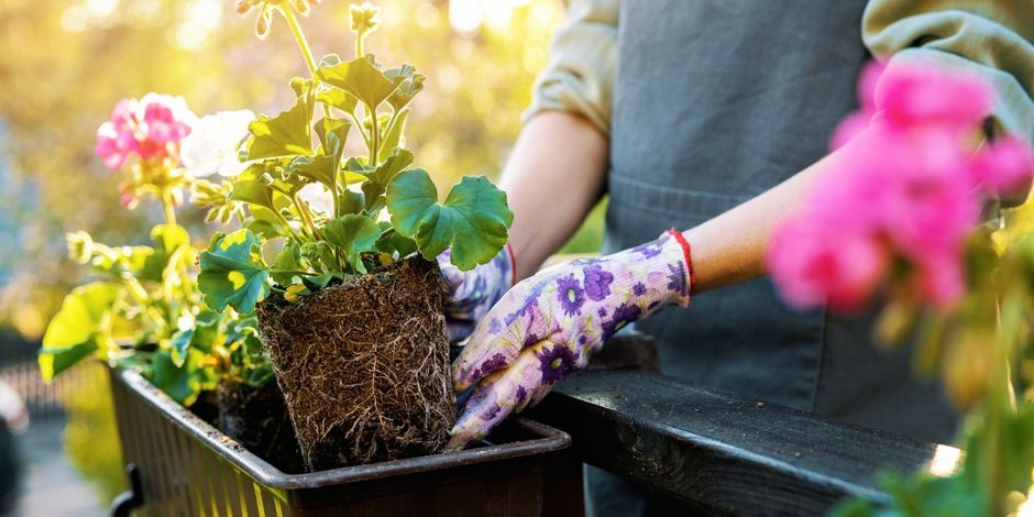 Une fois réhydratées, mettez les mottes à leur place dans la jardinière