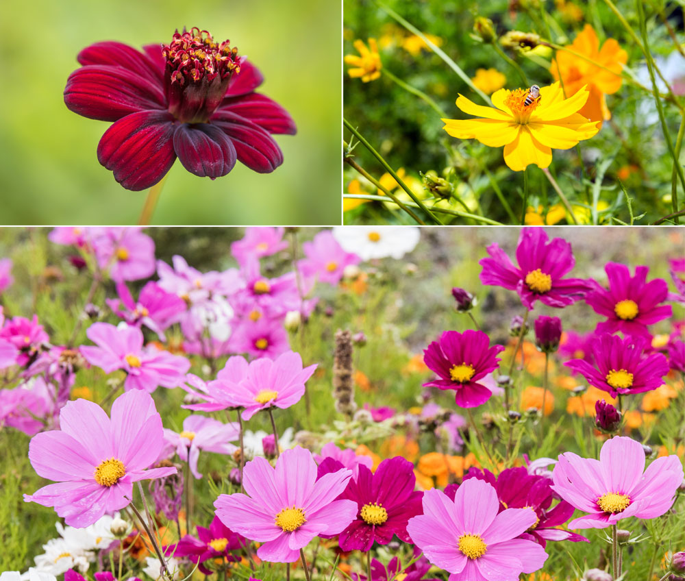 La fleur de Cosmos atrosanguineus, Cosmos sulfuré, Cosmos bipenné