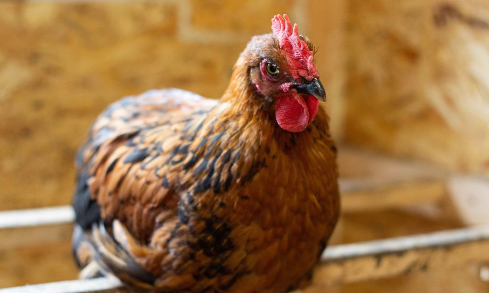 Il ne manque plus que le noir pour que cette poule se sente en sécurité pour s’endormir