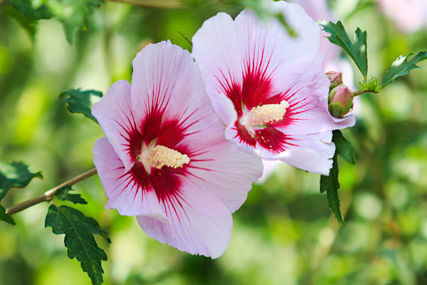 L'hibiscus qui se veut faire aussi gros que la rose