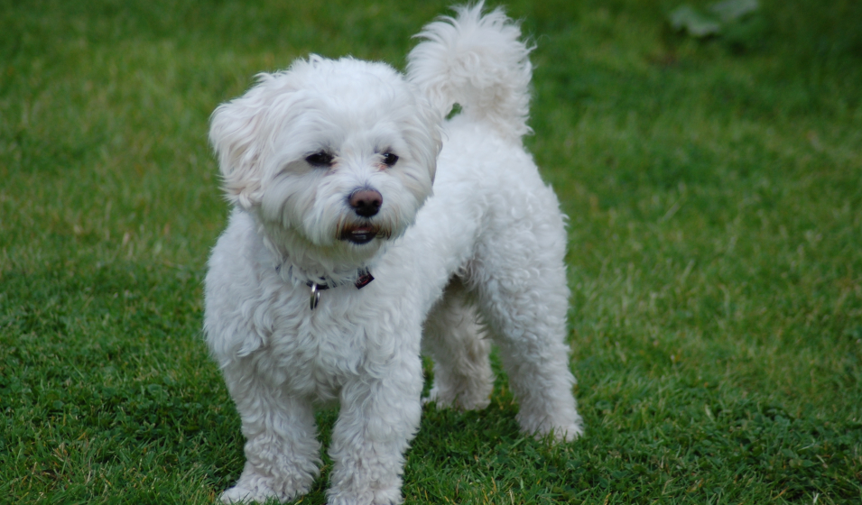 réduire aboiement chien 3