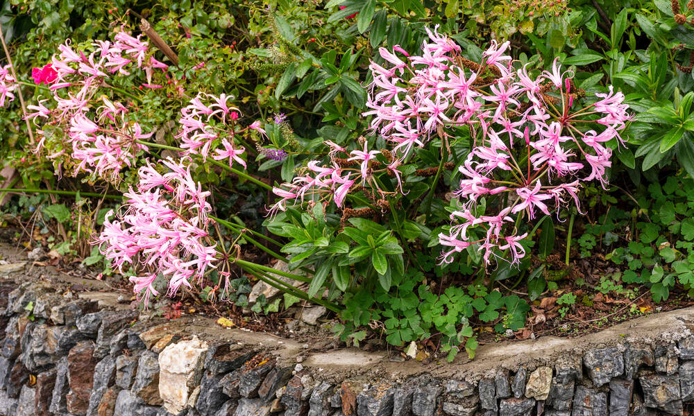 Nerine Bowdenii