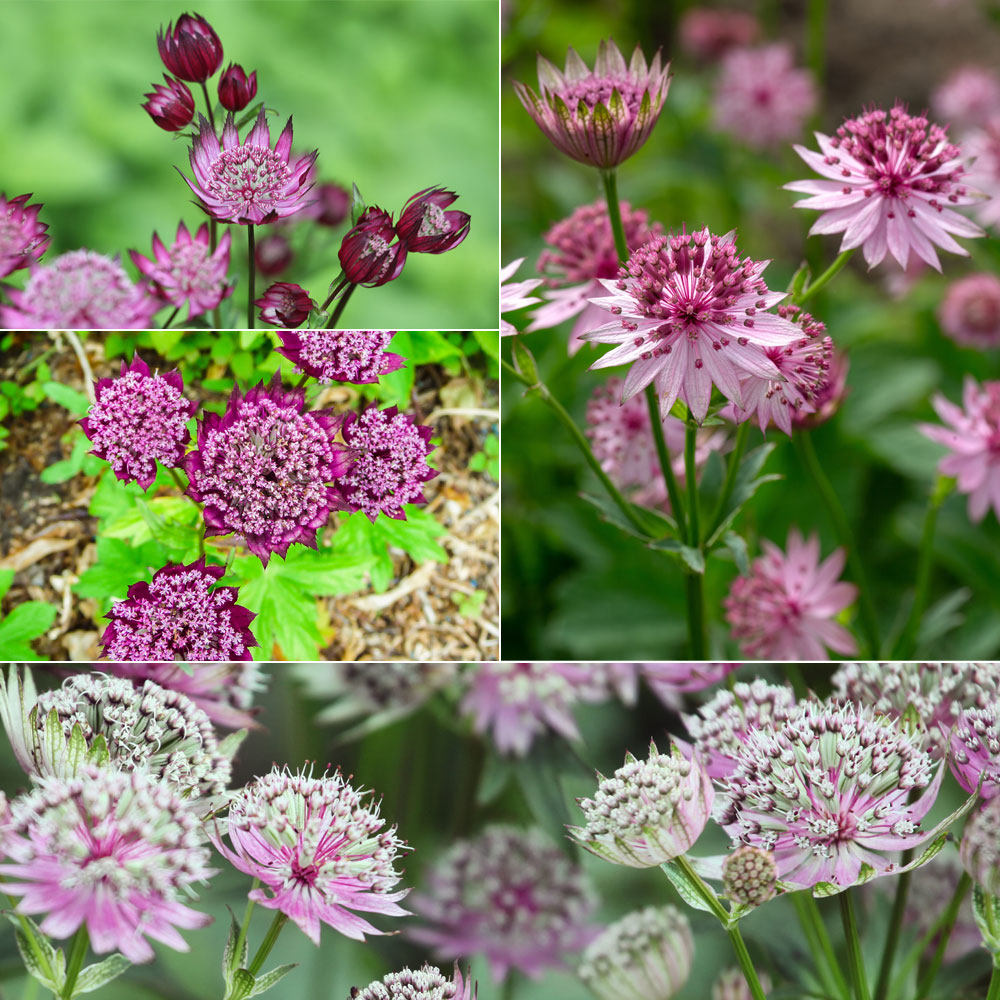 ‘Claret’, ‘Ruby Wedding’, ‘Roma’, ‘Buckland’