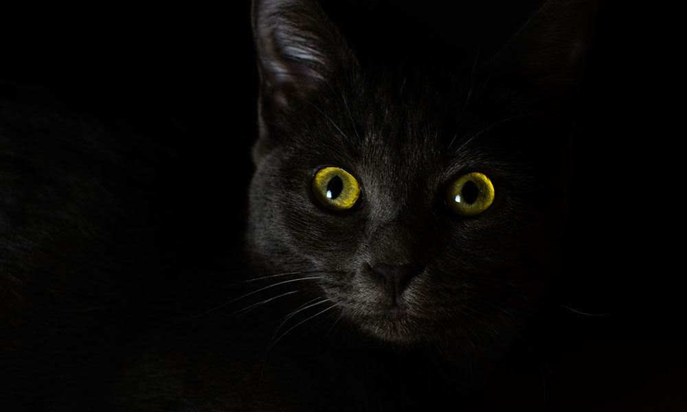 Le chat noir était vu comme impur et démoniaque au Moyen-Âge
