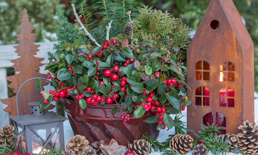 Lanternes et végétaux à baies rouges forment un délicat décor à l’entrée du jardin 