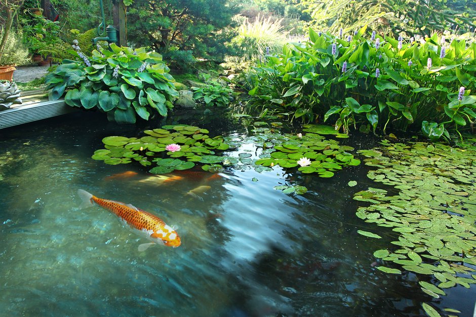 Comment bien nourrir les poissons du bassin de jardin ? - Gamm vert
