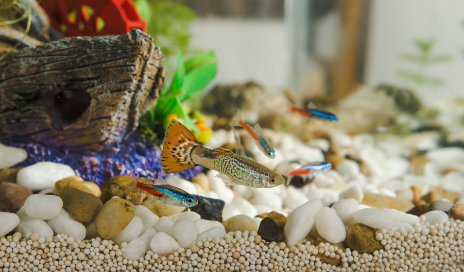 Quels poissons peuvent cohabiter avec des guppy ? Jardiland