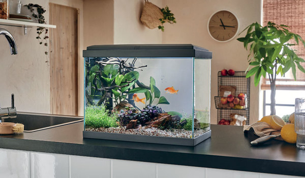 Alerte canicule : comment refroidir un aquarium avec un ventilateur – Mr  Hackquarium