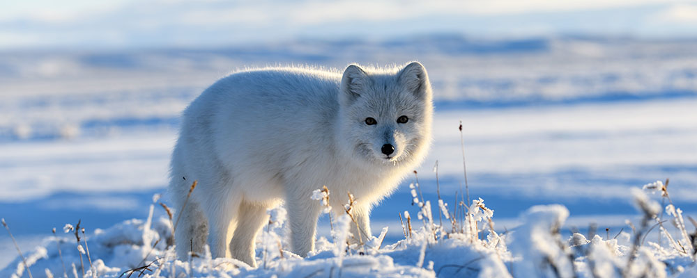 Le renard polaire