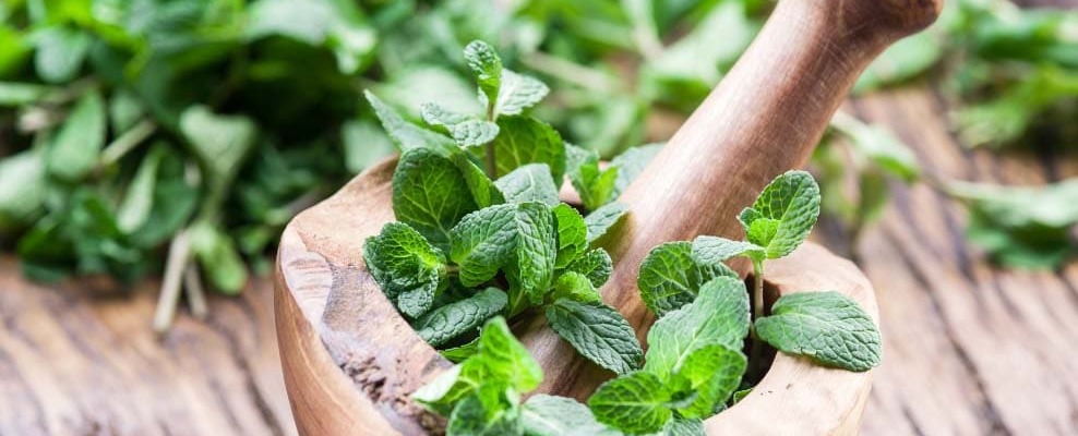 La menthe