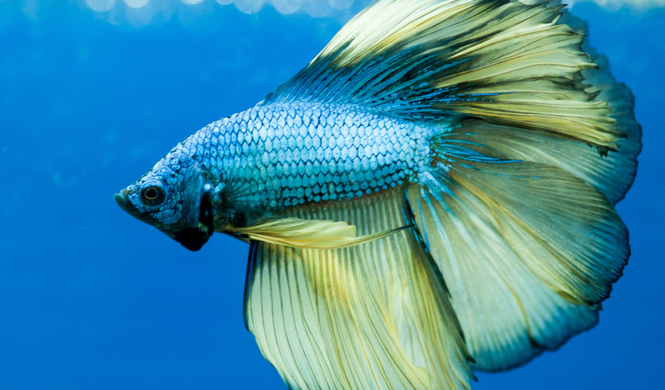 7 poissons colorés pour peupler son aquarium d'eau douce - Jardiland