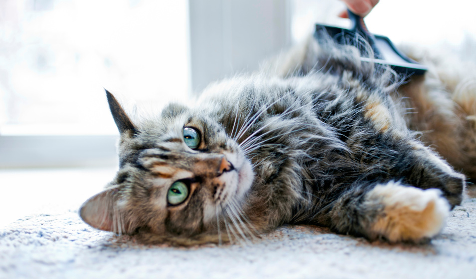 La perte de poils est un phénomène naturel chez le chat