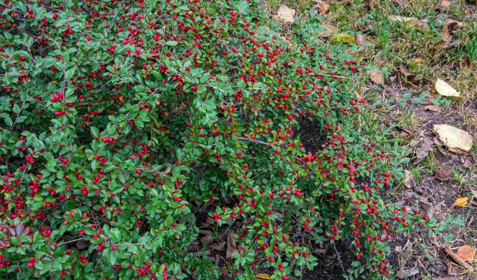 Cotoneaster dammeri : le rampant champion des talus 