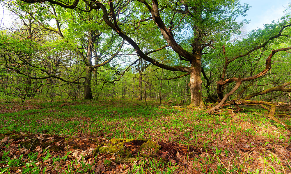 La forêt domaniale de Notre-Dame