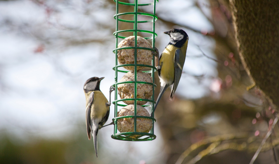 L'hygiène d'une mangeoire influe sur la santé des oiseaux du jardin
