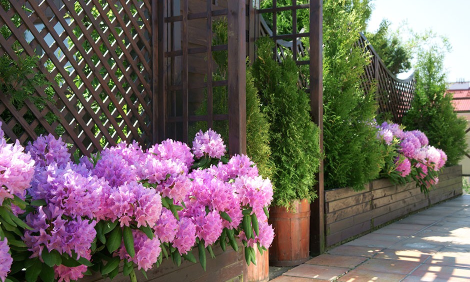 Rhododendron sur terrasse