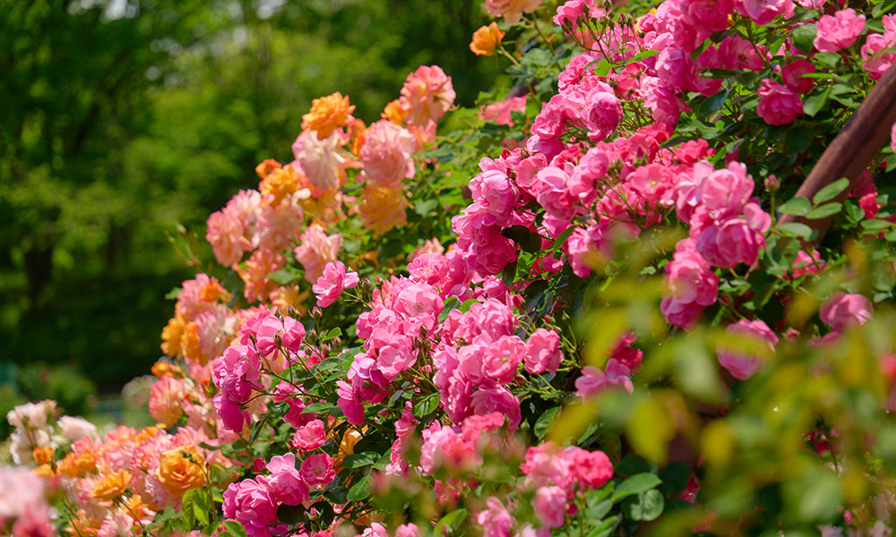 Rosiers ou plantes couvre sol pour talus