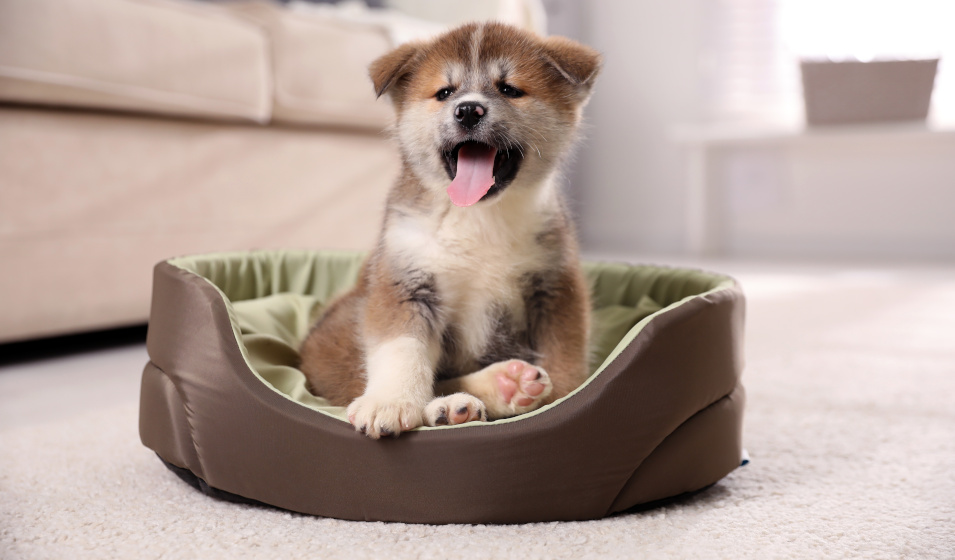Un chiot akita inu assis dans un panier en cuir