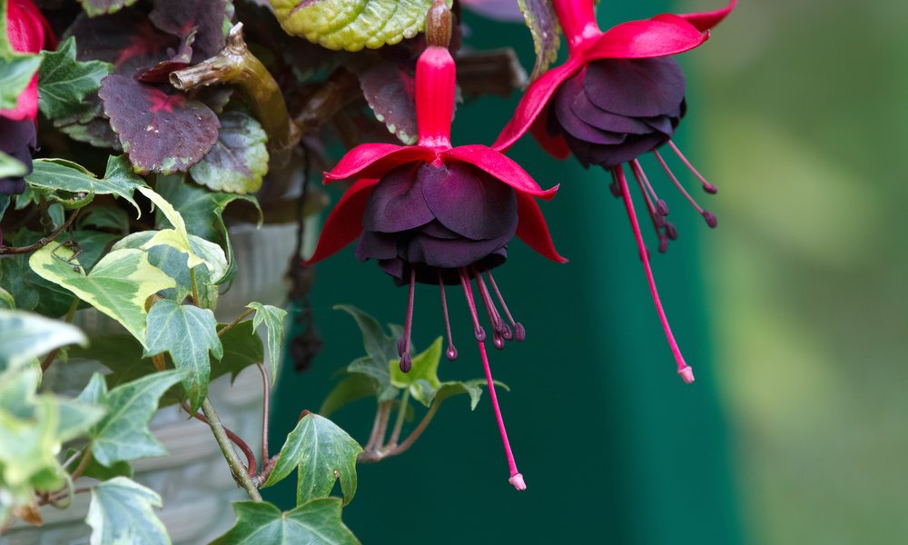 Lierre et fuchsia, une belle association pour une suspension exposée à mi-ombre 