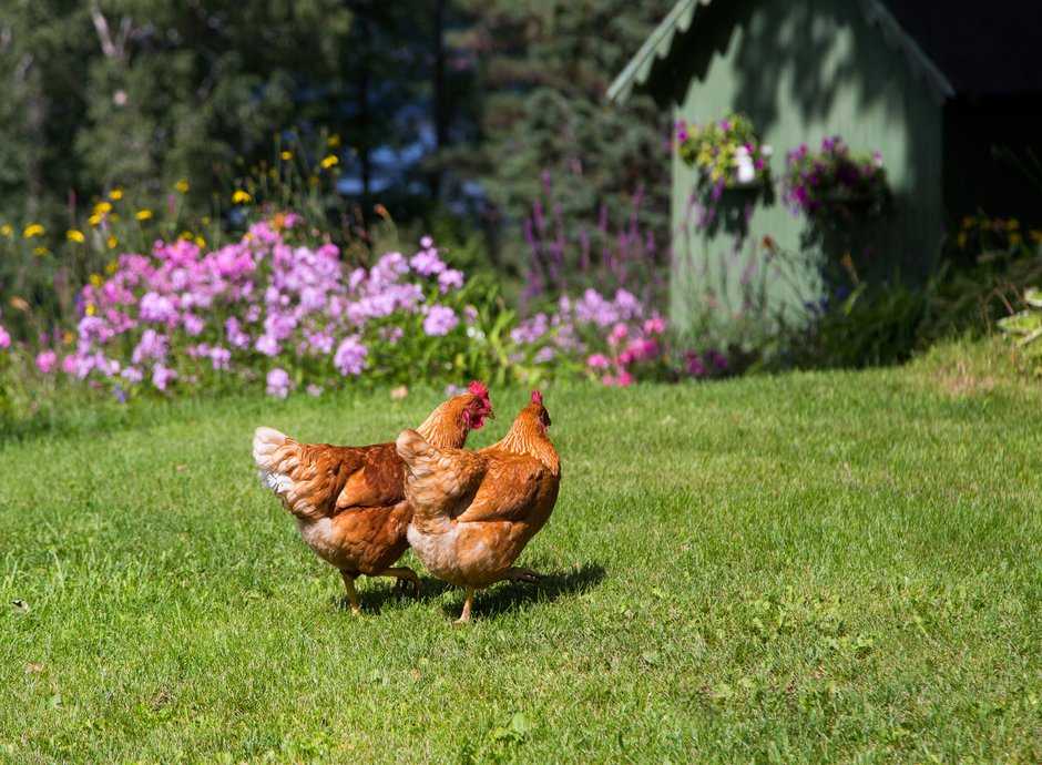 Un grand espace herbeux est nécessaire au bien-être des poules, et de leur estomac !