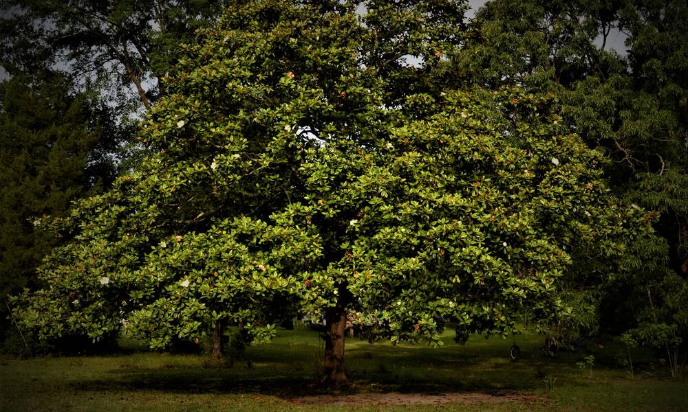 Un vieux magnolia grandiflora