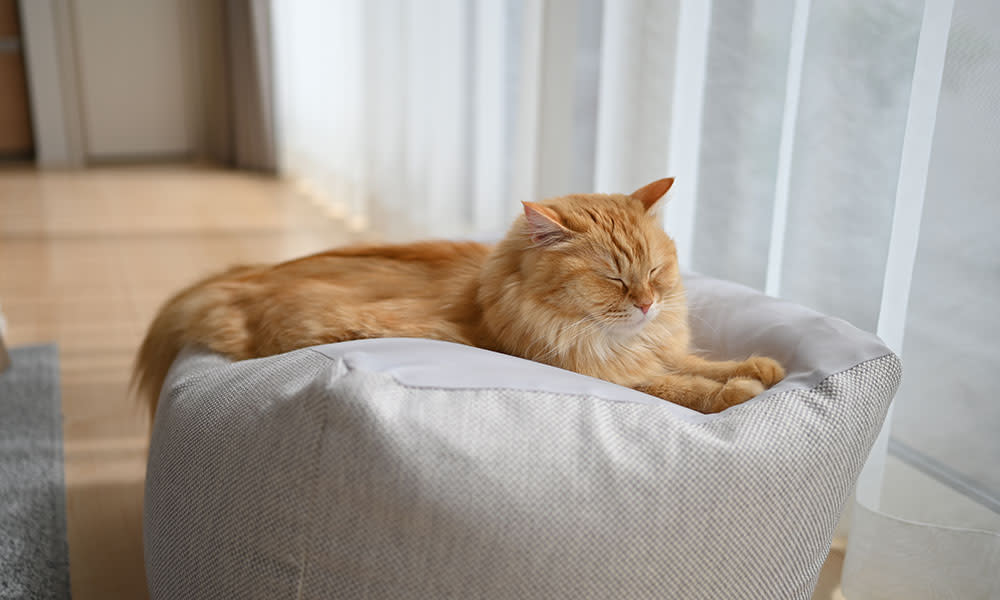 Pour les laisser s'adonner à leur activité préférée : dormir !