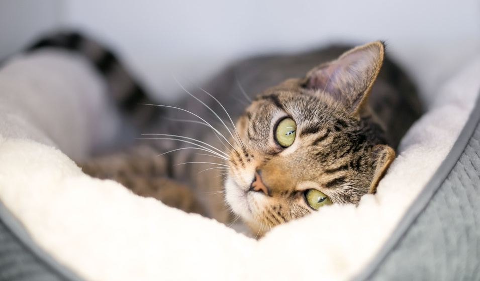 Gros plan sur un chat tigré aux yeux verts couché dans un panier moelleux