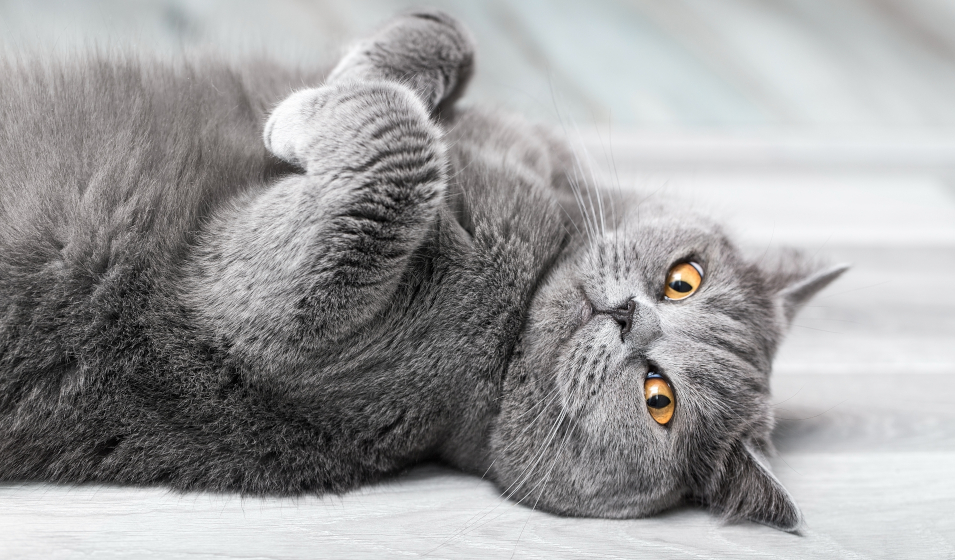 comprendre son chat 7