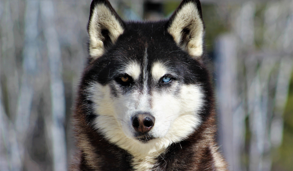 Certains huskies de Sibérie ont les yeux vairons