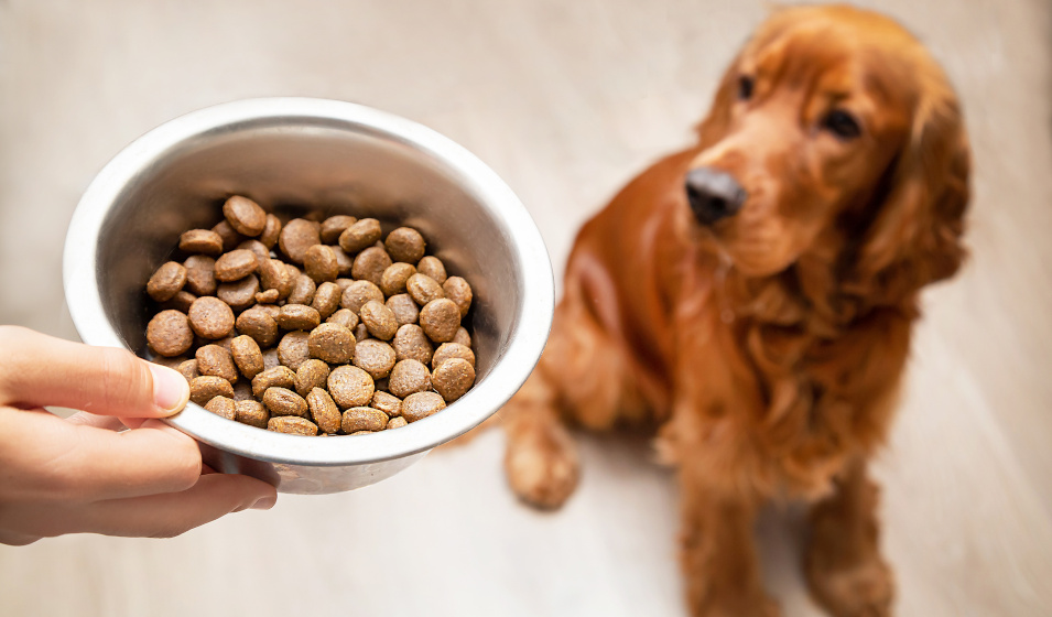Un chien cocker anglais roux attend sa gamelle de croquettes