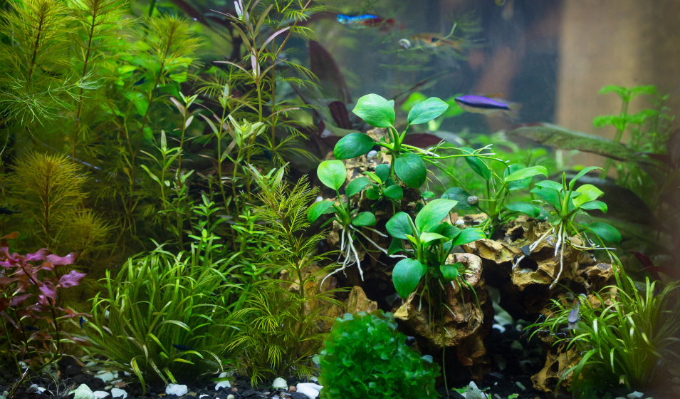 Plantes d'aquarium de la zone médiane, idéales pour l'aquascaping. Qualité  Tropica.