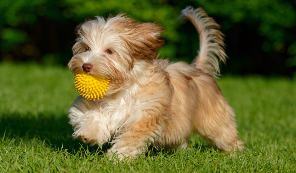 races chiens appartement 6