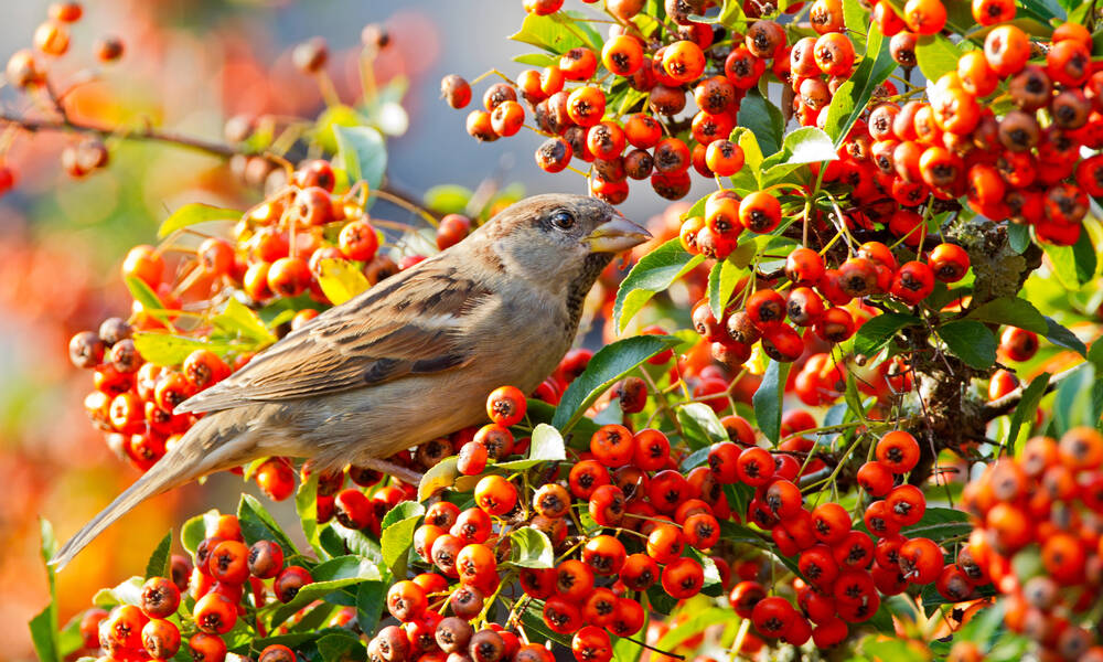 Un moineau sur un pyracantha