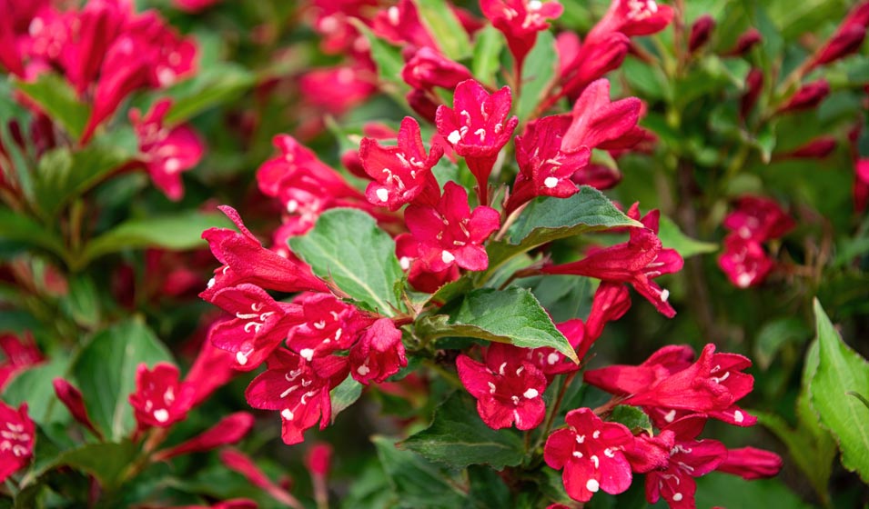 Weigelia : la floraison qui en jette