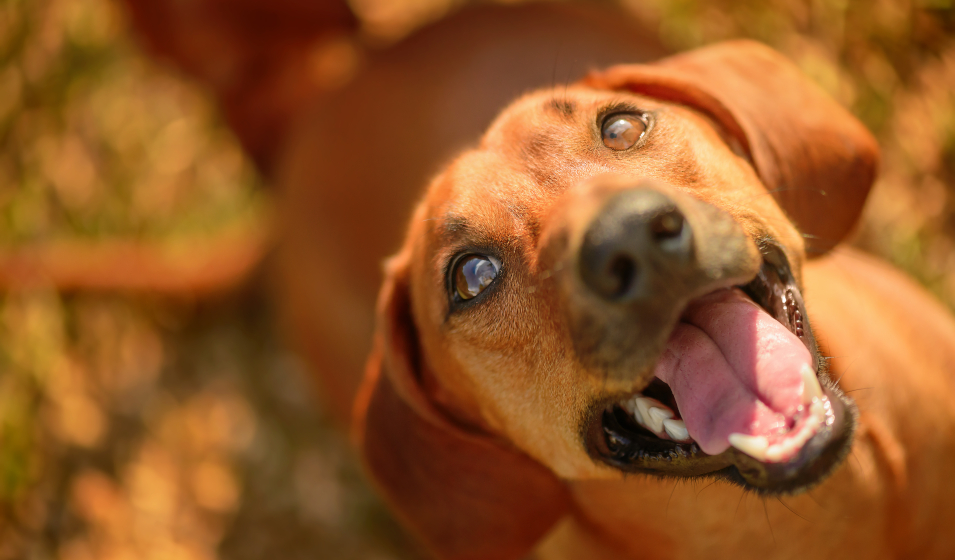 comprendre son chien 8