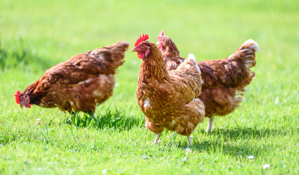 Picorer dans le jardin apporte aux poules une partie de leur nourriture