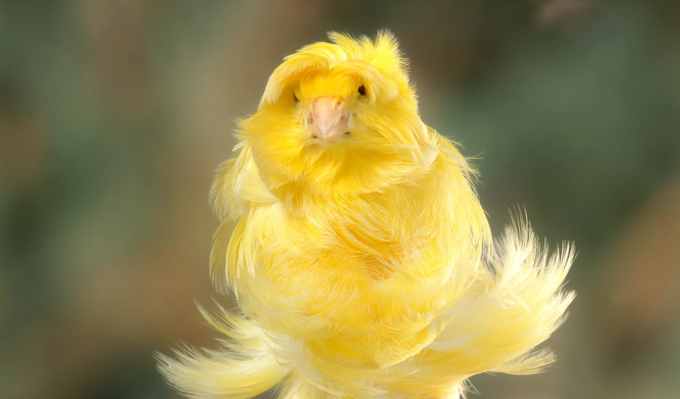 Le canari frisé