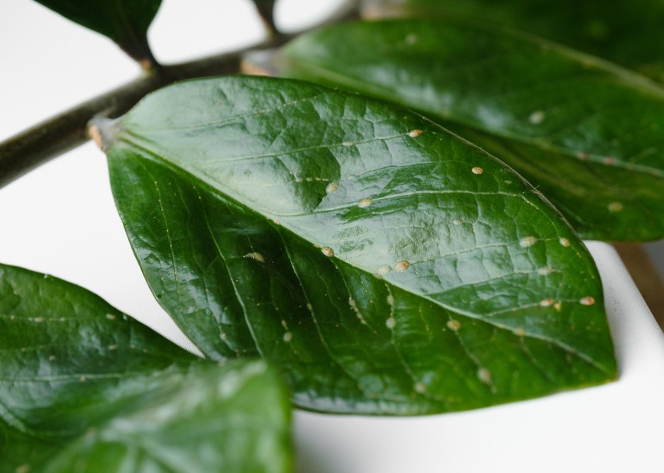 Comment soigner les maladies des plantes d'intrieur ? - Gamm vert