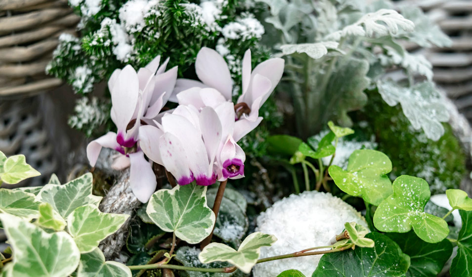 Les plantes & fleurs d'hiver