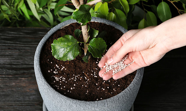 Quel engrais choisir pour une plante verte ?
