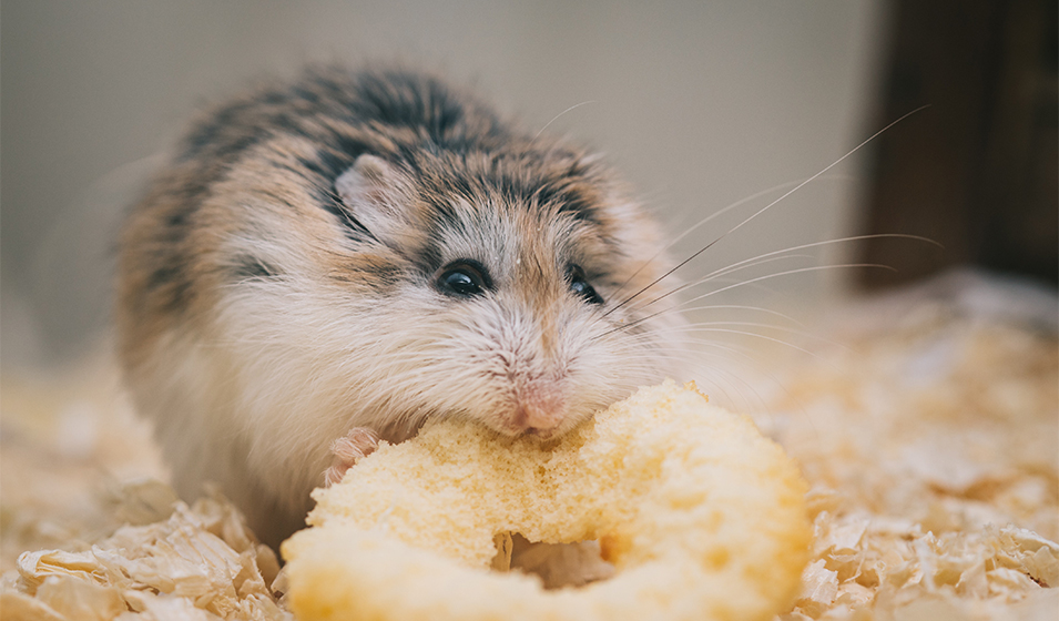 Nourriture de qualité sèche pour hamster/souris (900 g) — Boutique