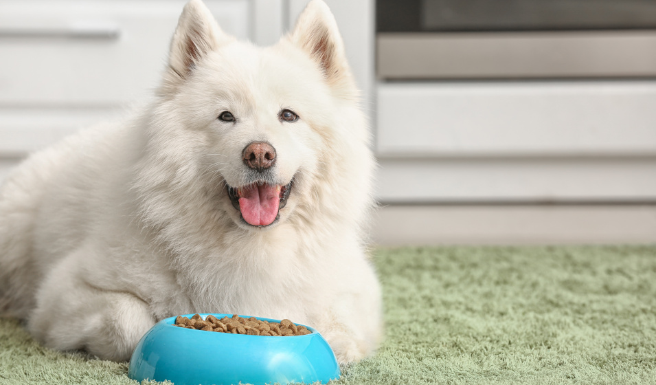 Un chien samoyède allongé devant sa gamelle de croquettes sur la moquette